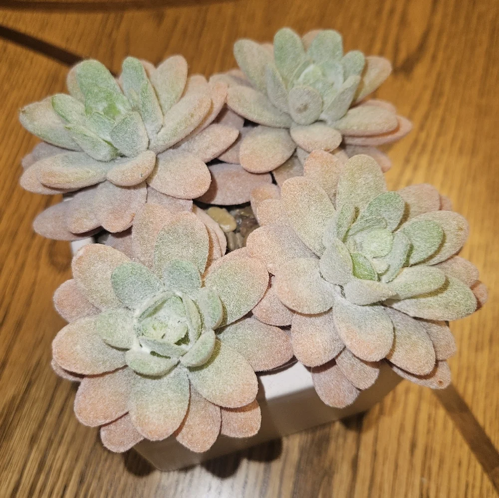 NWT Succulent Artificial Plant Arrangement in Square White Pot 5.4